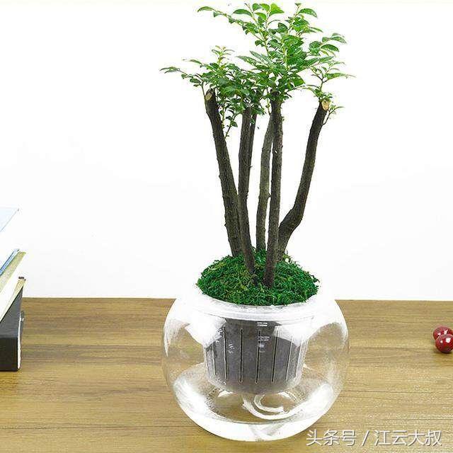 印度小叶紫檀盆景树桩,好养活的小盆景花