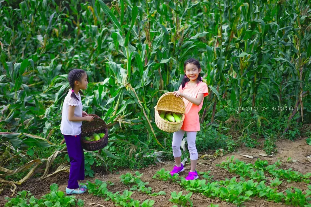 山楂树下农家,辉县山楂树下农家