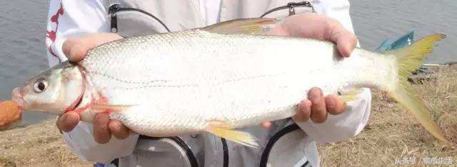 淡水鱼品种识别,溪流台钓常见鱼种