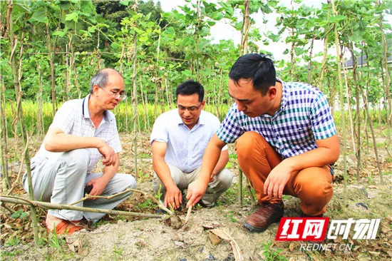「看区县」永定区官黎坪街道河长制常态化巡河见成效/武陵源区三举措打造智慧养老服务“物联网”成效显著（更多）