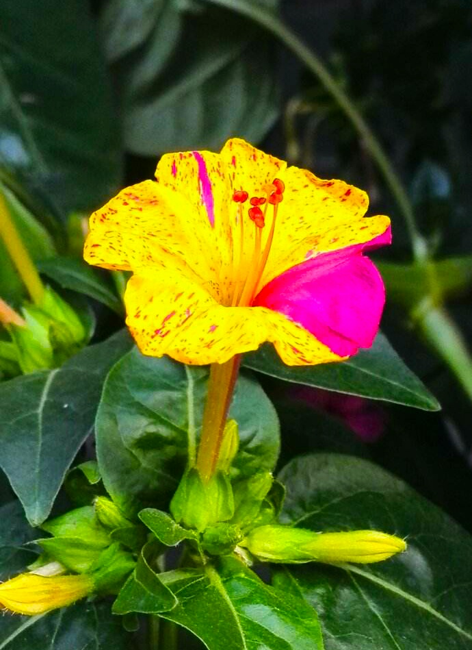 又见一朵美丽的茉莉花,七彩紫茉莉花