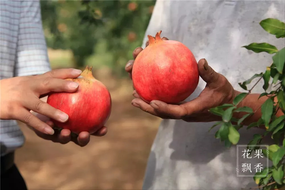 九月，寻找一颗最具柔软心的石榴
