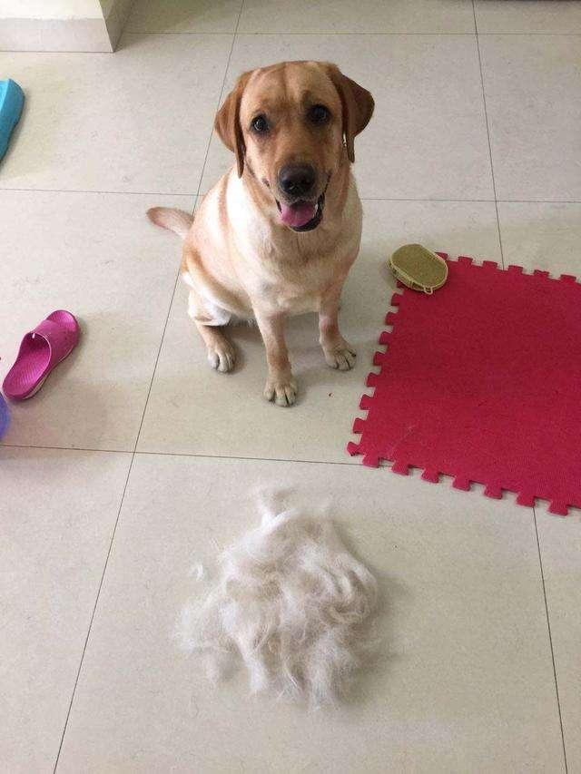 养狗小技巧之拉布拉多怎么训练,养狗养金毛拉布拉多还是边牧好