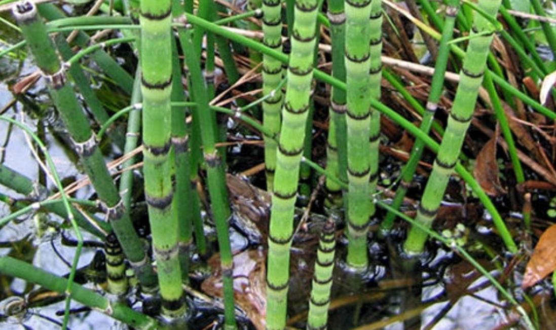 农村野草，没有叶子，却价值珍贵，它还很像笔直的竹竿！