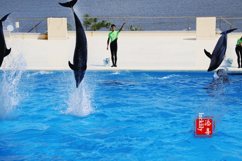 丽星邮轮双子星日本游,亲子游轮旅行攻略