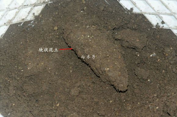 草龟繁殖经验分享孵蛋40天破壳,草龟孵化及幼龟养殖