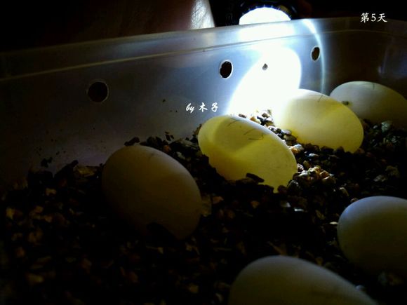 草龟繁殖经验分享孵蛋40天破壳,草龟孵化及幼龟养殖