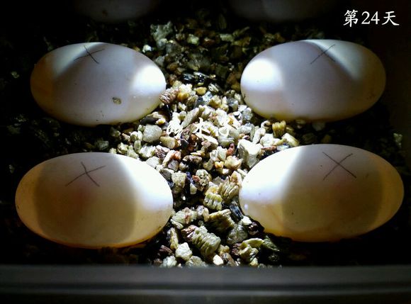 草龟繁殖经验分享孵蛋40天破壳,草龟孵化及幼龟养殖