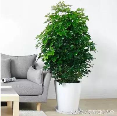 家中养什么花聚财旺家保平安,聚财旺家保平安