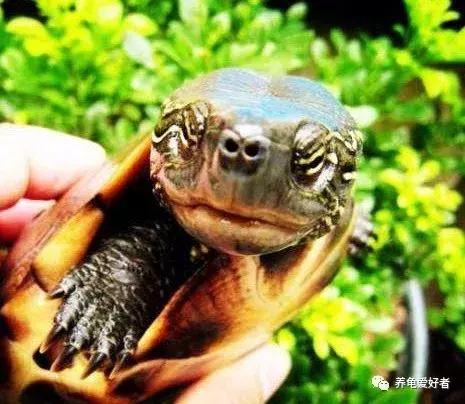 绿水养龟的绿水怎么来的,绿水养龟绿水容易臭吗