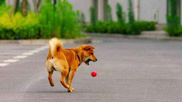 在狗狗眼里世界是什么颜色的,在狗狗眼里泰迪是什么