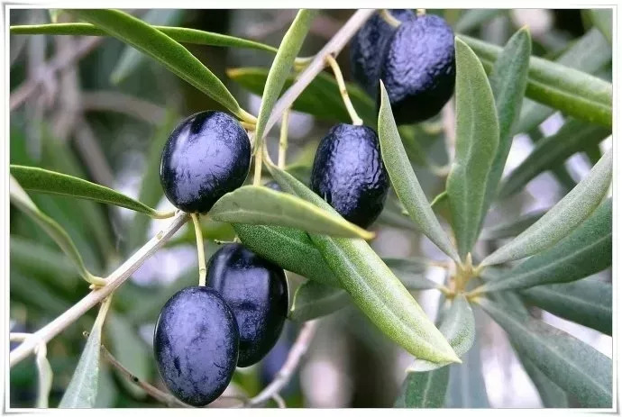 橄榄油是不是橄榄菜做的,橄榄油是橄榄菜做的吗