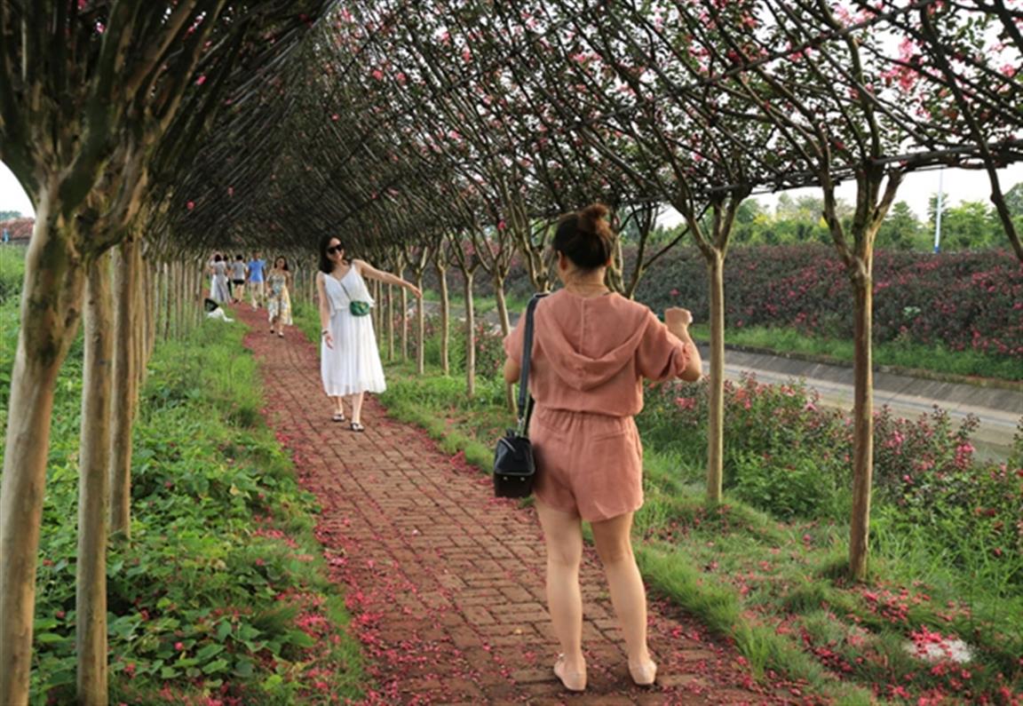 零陵百里花果生态风光带：紫薇花开迎客来