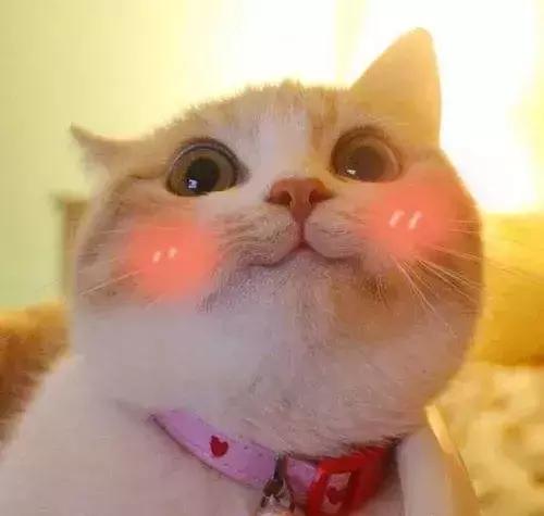 饿了么猫咪外卖,饿了么外卖商家合作