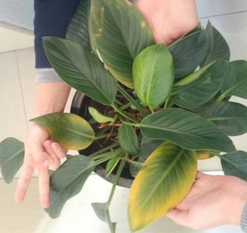 植物生病对照表,盆栽植物生病治疗方法