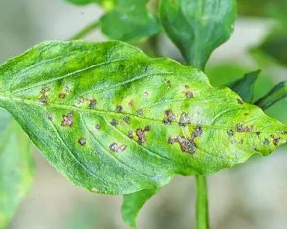 植物生病对照表,盆栽植物生病治疗方法