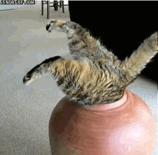 猫为什么扭屁股,猫踩后腿扭屁股