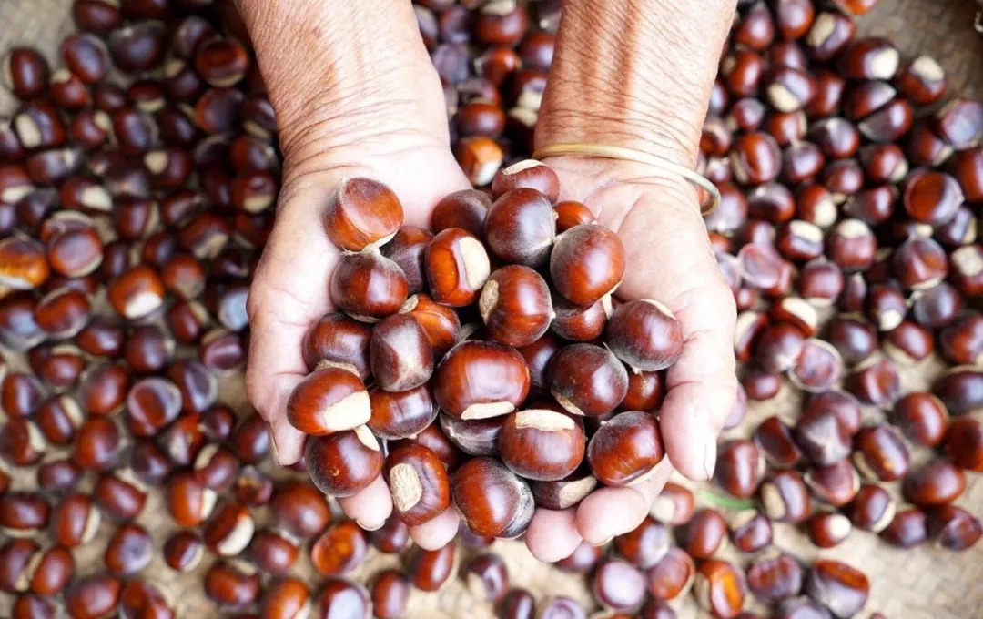 风物特产推介,湖北罗田大红袍板栗