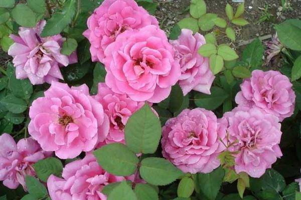 鏈堝鍙舵灟鐥呯殑闃叉不,鏈堝鍙舵灟鐥呯殑闃叉不鏂规硶