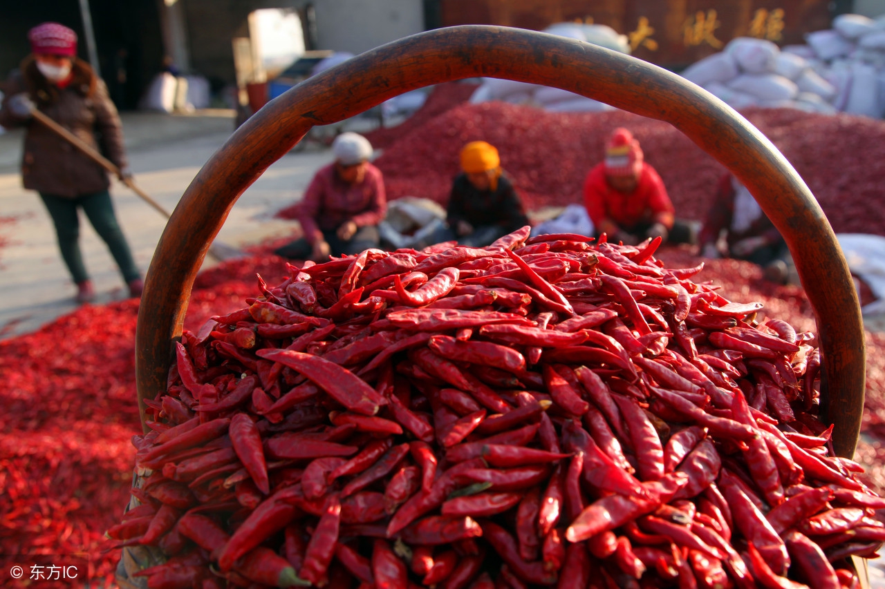 预计今年9月份辣椒行情,9月8日辣椒行情