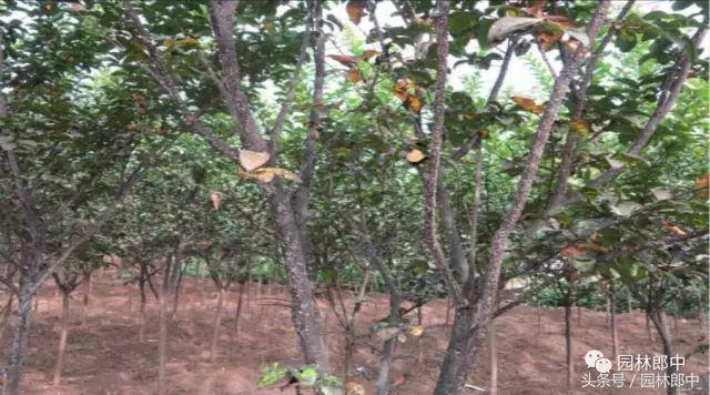 甘肃省城市园林绿地养护管理标准,二月份园林养护技术要点