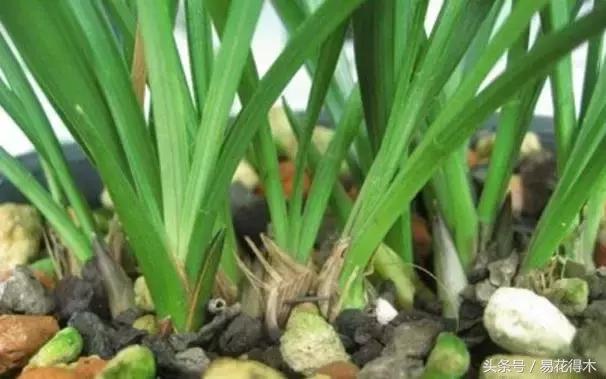 如何促使大花蕙兰兰花花芽分化,青山玉泉兰花花芽分化时间