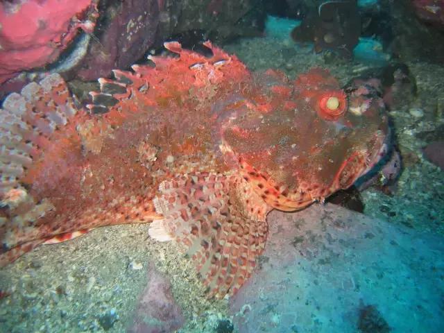 三亚男子游泳遇险,男子被鱼拖下水4公里外获救万幸