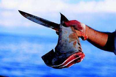 鲨鱼不吃人的危害,鲨鱼不吃人真的吗