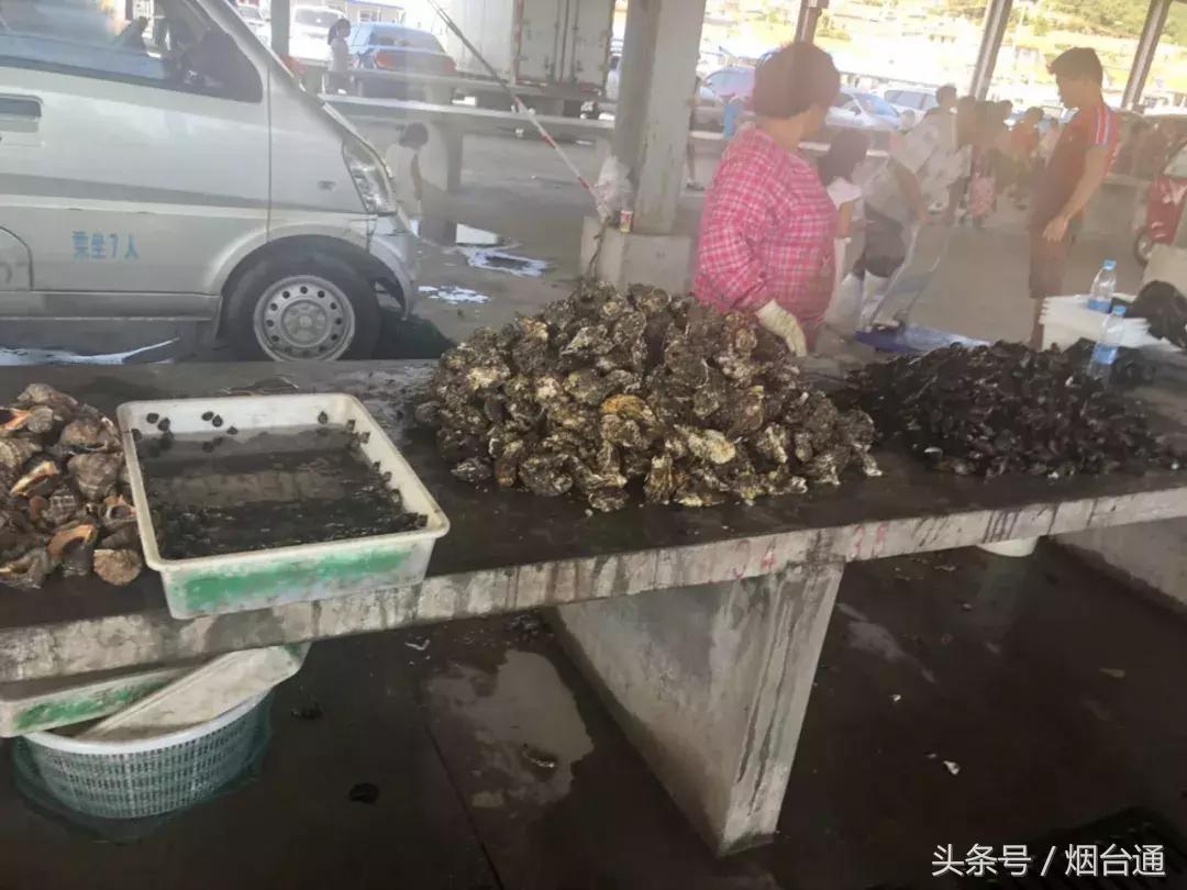 烟台开海现场直播视频,开海现场视频直播
