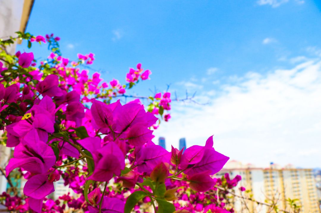 上海飞九月的机票是多少钱,9月29号上海到日本飞机票价格