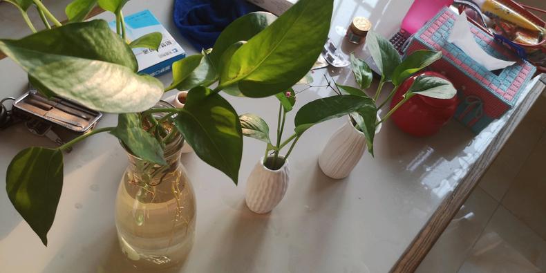 水培绿萝怎么养才能爆盆,水培绿萝怎么移植到盆里