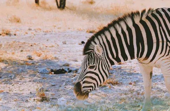 五分钟认识英国,五分钟认识奔驰