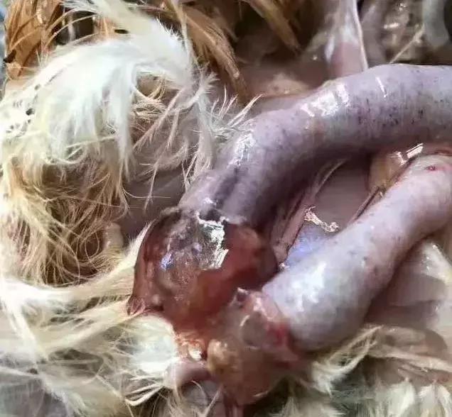 鸡吐水怎么治疗最有效,鸡吐水的最佳防治方案