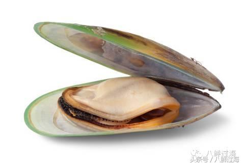 新西兰海边青口贝,新西兰赶海吃青口贝