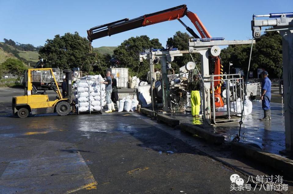 新西兰海边青口贝,新西兰赶海吃青口贝