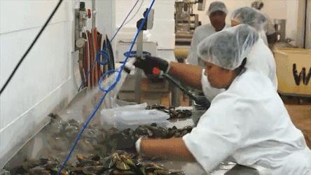 新西兰海边青口贝,新西兰赶海吃青口贝