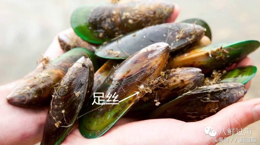 新西兰海边青口贝,新西兰赶海吃青口贝