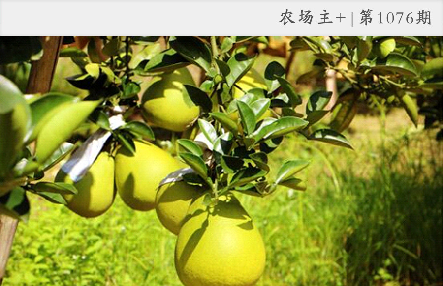 90后新农人用科技轻松种田,抖音直播网红黑科技