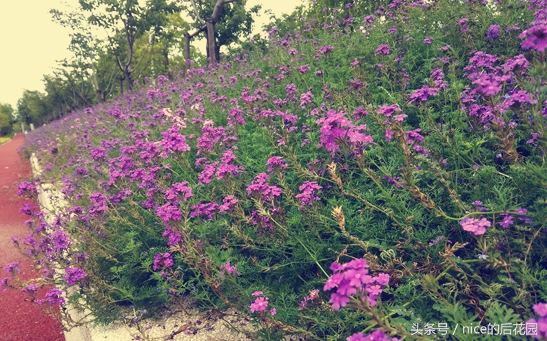 美女樱认不得？只怪它衣服太多