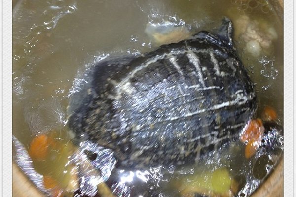 冬天甲鱼怎么样放才不死,这个季节甲鱼适合怎么吃