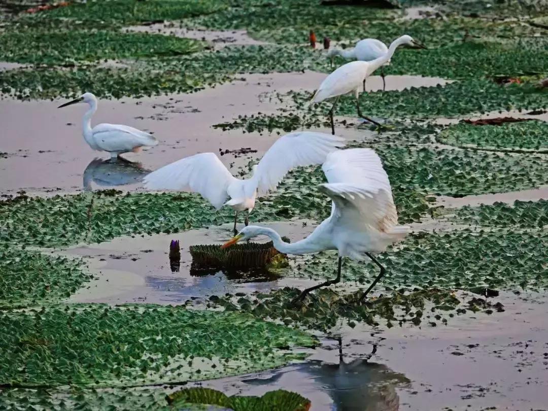 家乡的记忆之捉鸟篇