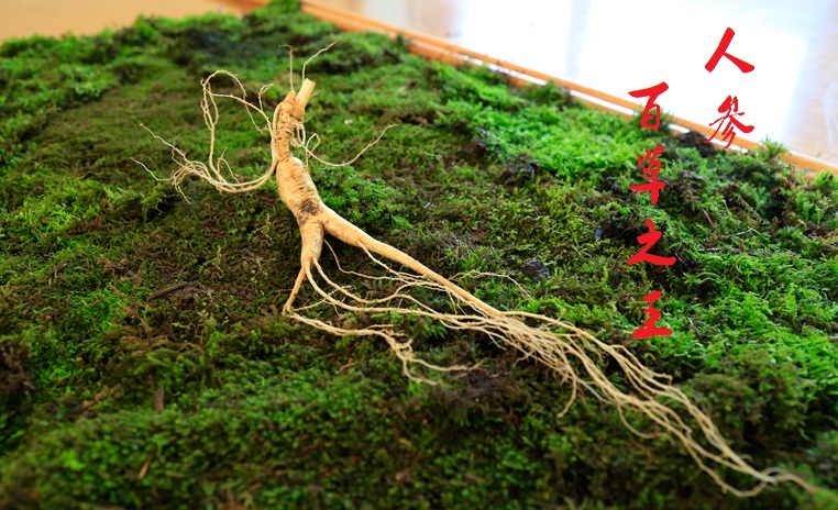 人参、高丽参、红参、西洋参、花旗参有什么区别，你适合吃哪种参