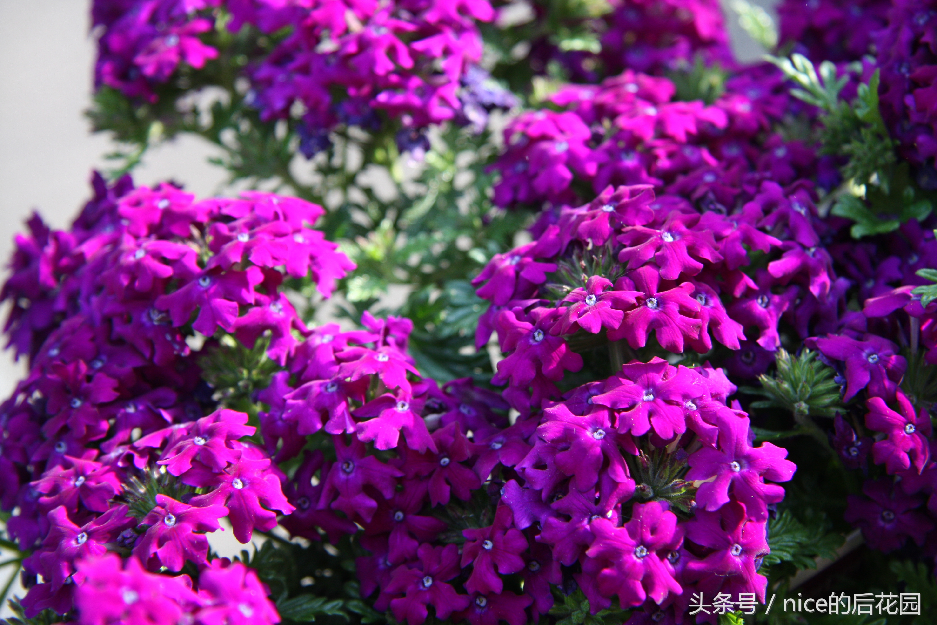 美女樱认不得？只怪它衣服太多