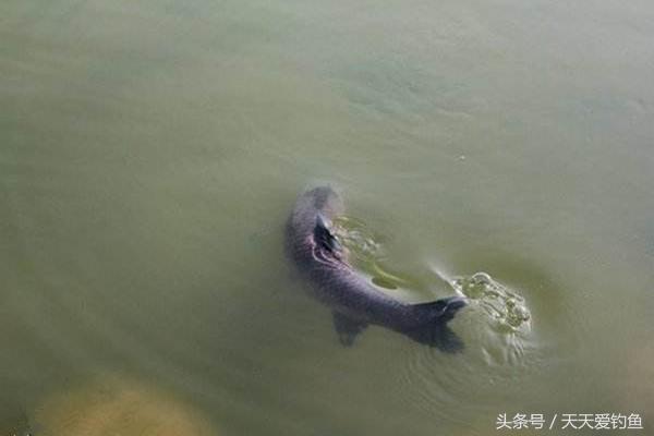 黑坑钓青鱼高手,不会钓鱼怎么入门钓鲤鱼