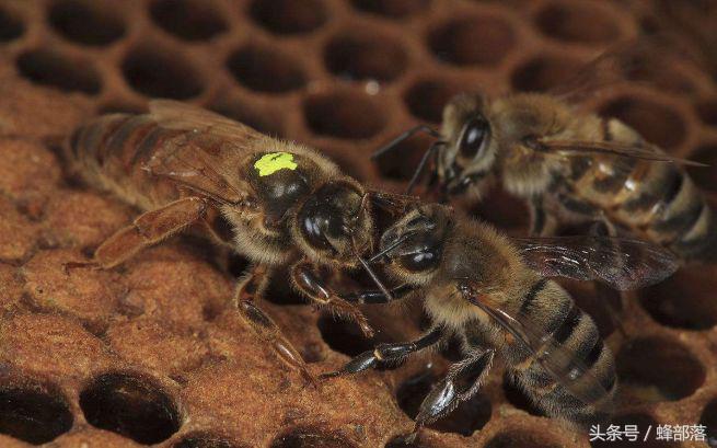 养蜂如何分蜂王,养蜂技术指导之蜜蜂四季管理