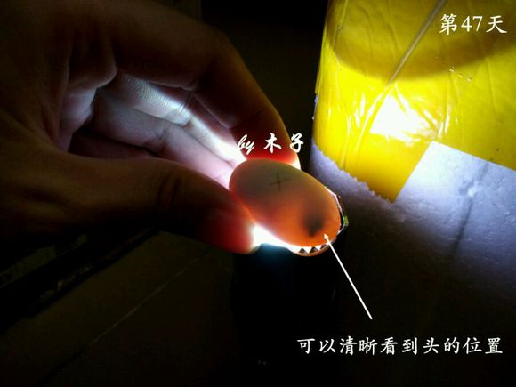 草龟繁殖经验分享孵蛋40天破壳,草龟养殖日记从幼苗开始