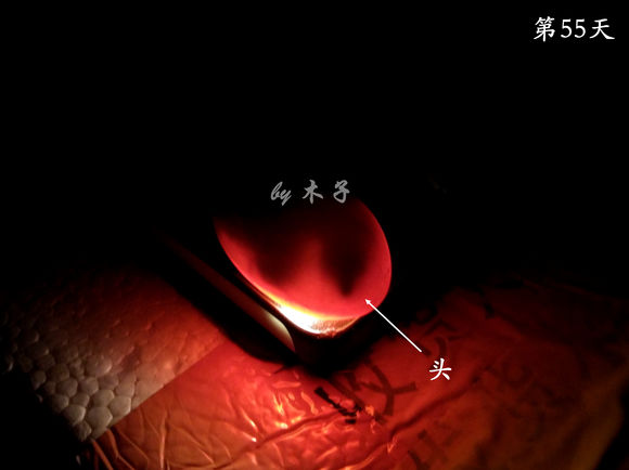 草龟繁殖经验分享孵蛋40天破壳,草龟养殖日记从幼苗开始