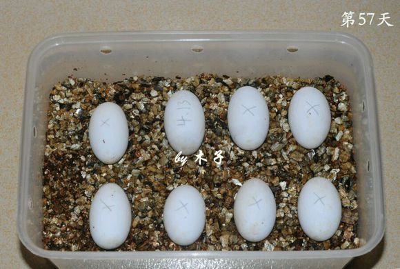 草龟繁殖经验分享孵蛋40天破壳,草龟养殖日记从幼苗开始