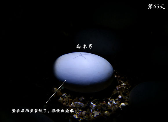 草龟繁殖经验分享孵蛋40天破壳,草龟养殖日记从幼苗开始