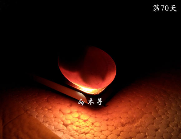 草龟繁殖经验分享孵蛋40天破壳,草龟养殖日记从幼苗开始